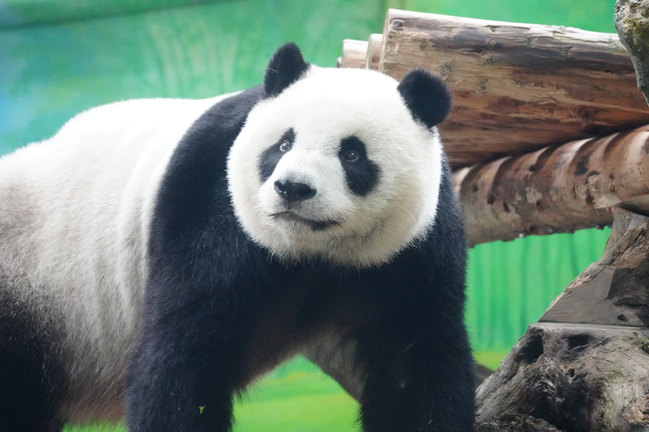 Adorable giant panda with lush green backdrop, highlighting its playful nature.