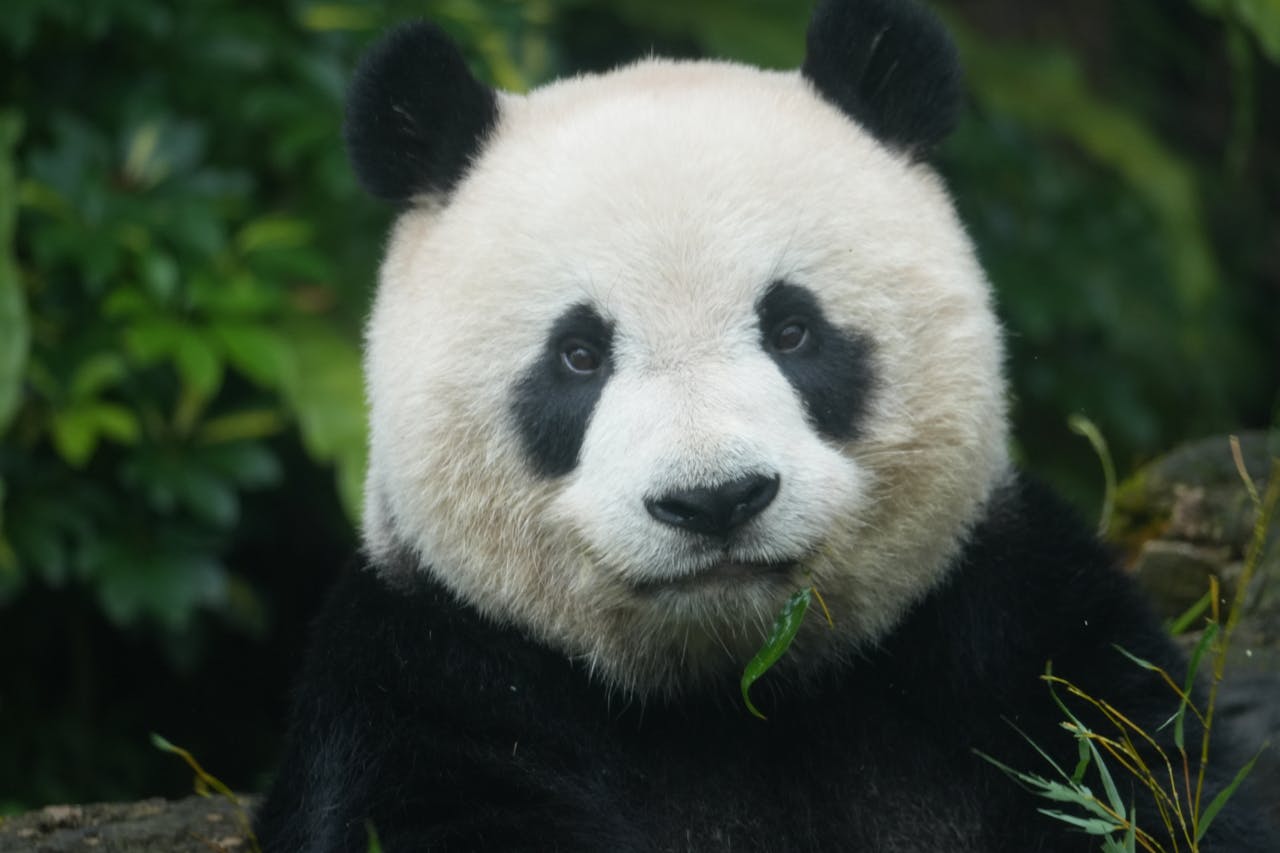 Adorable giant panda in a natural setting, showcasing its soft fur and distinctive black and white markings.